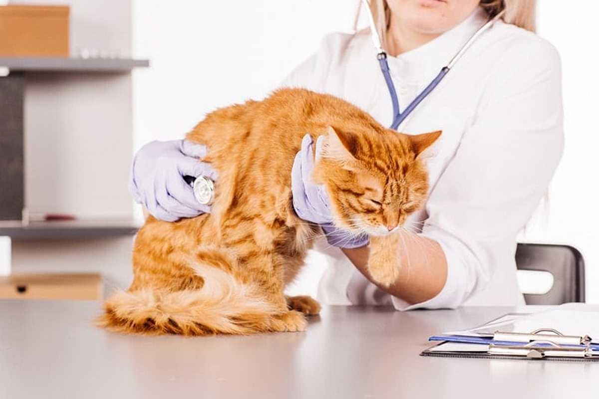 5 Telltale Signs that Your Cat or Dog is Poisoned
